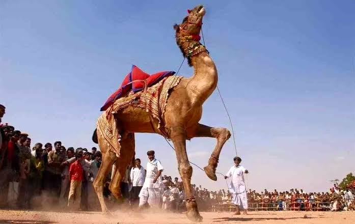 NAGAUR CATTLE  FESTIVAL  WITH JODHPUR & KHIMSAR TOUR PACKAGE 2027
